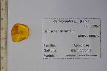 Vorschaubild Bernstein m. 2 Blattlauslarven, Mücke
